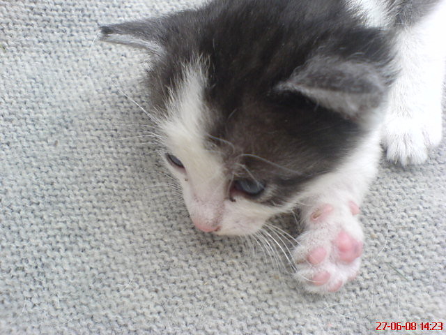 KoTu=*