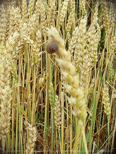 limaczek