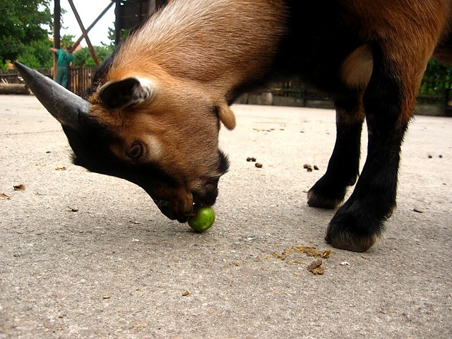 We wrocawskim zoo.