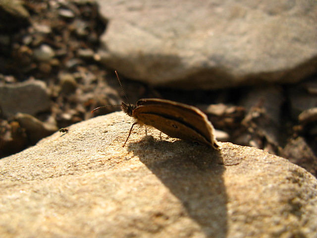 Przestrojnik