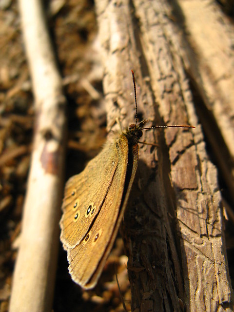 Przestrojnik