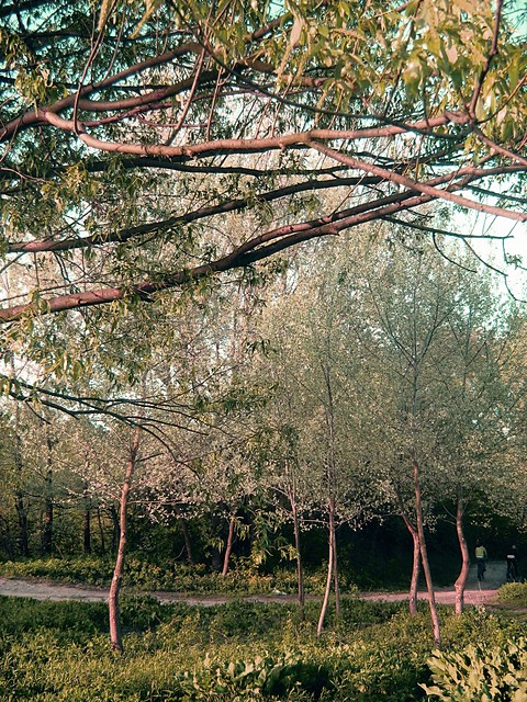 Wpis bezperwersji