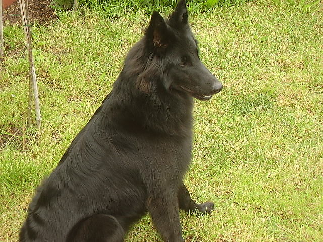 Wpis arvenka