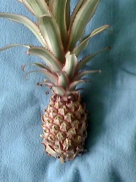 Pink Ananas..xD