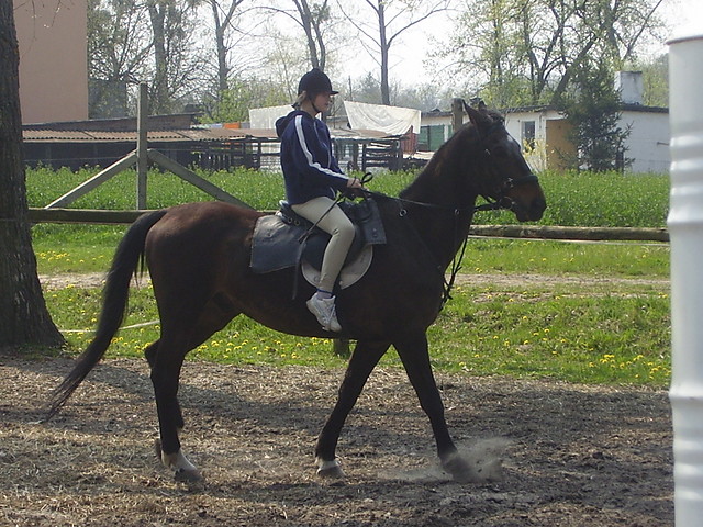horse