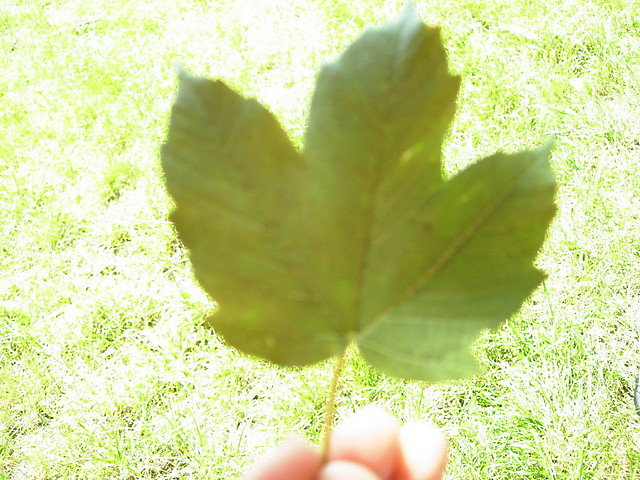 Wpis brokenflower