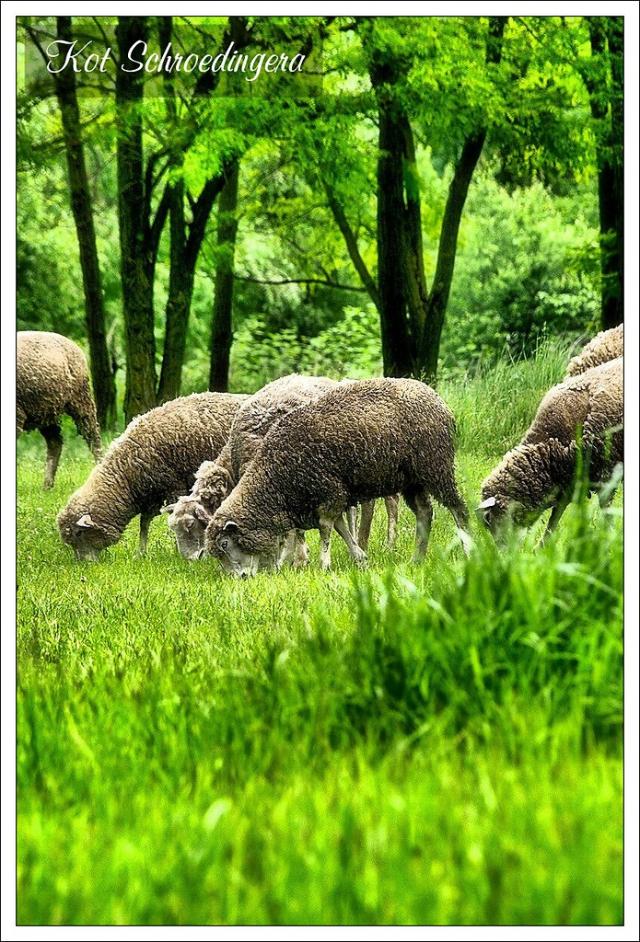 Owcowanie z przyrod...