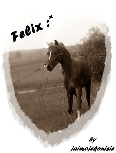 Helo :D