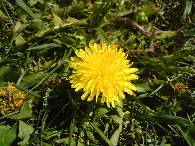 Kwiatek