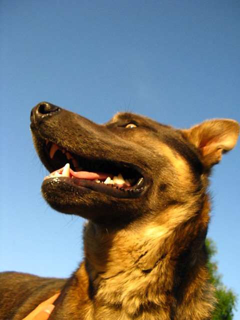 Azor