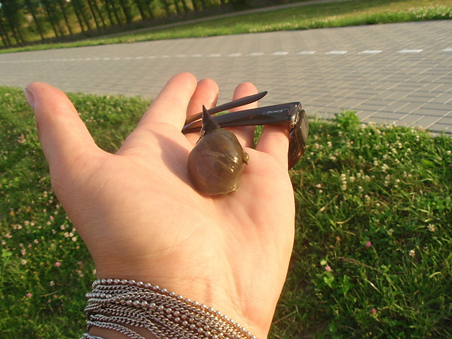 Zwierztka 