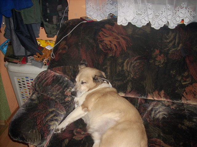 moj piesek 