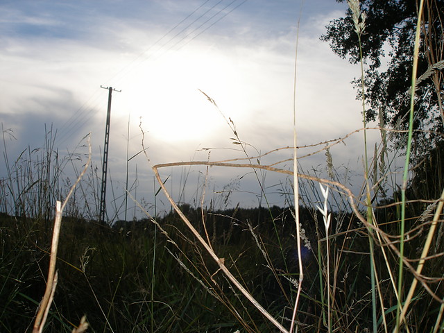 Trawka