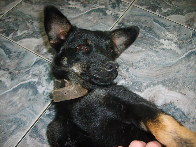 Rocky-Dusza szalestwa!