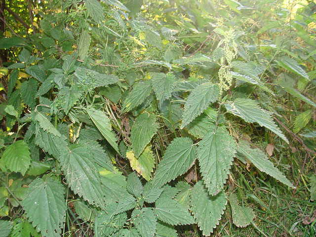 pokrzywa