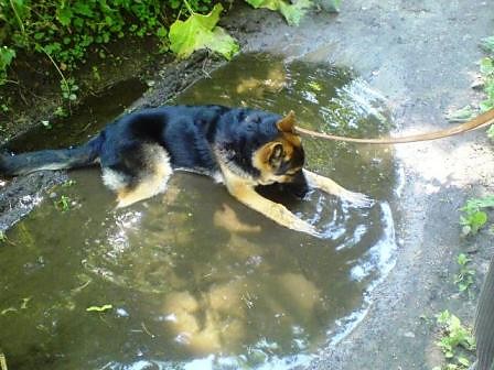 Dingo :)