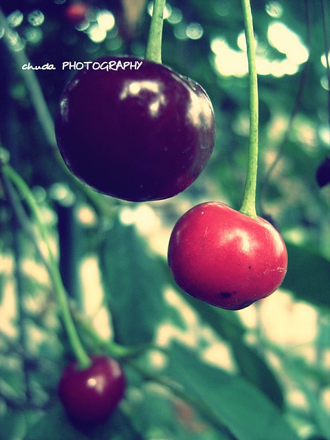cherries xd