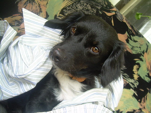 mojee:***