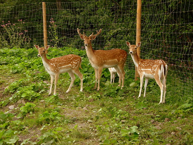 Wpis grogonia