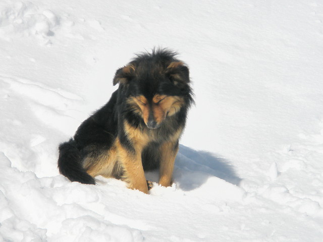 piesek