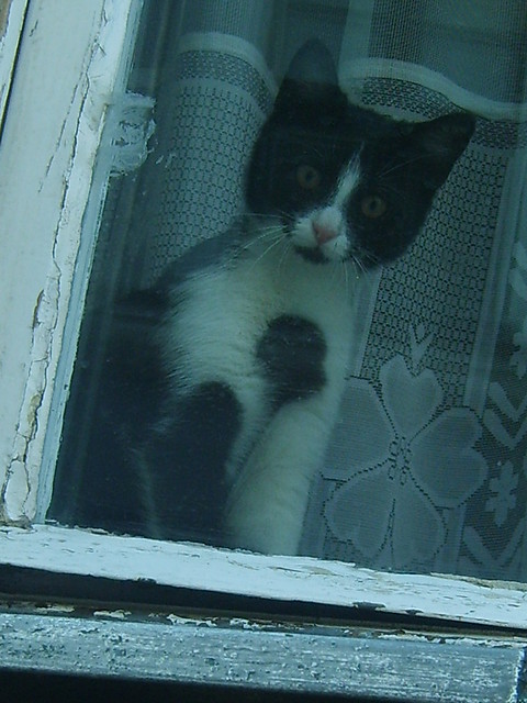 kotek