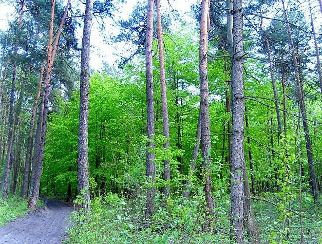 ziele