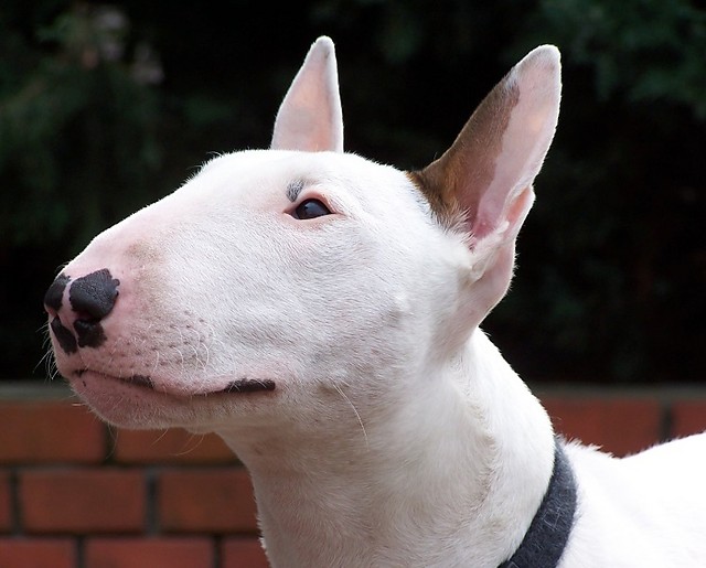 bullterrier