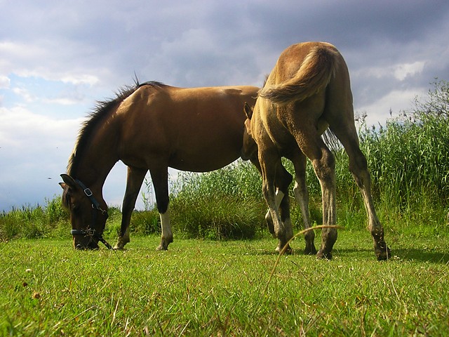 Suzi:*SalVador:*