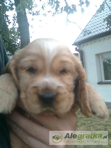 cocer spaniel