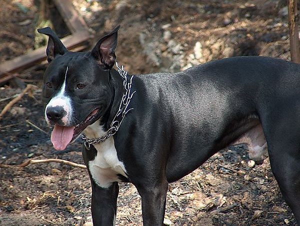 Pit Bull:P