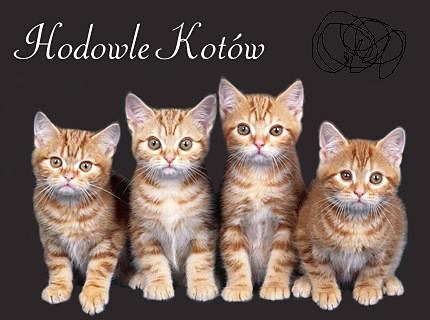Hodowla kotw