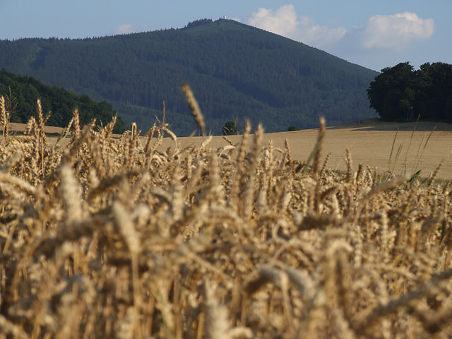 Korzenie