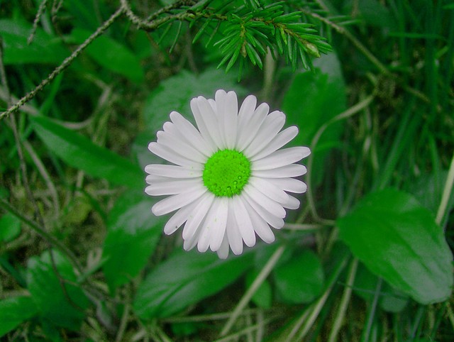 Wpis igulinka01