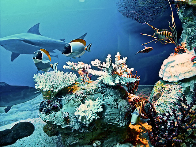 oceanarium
