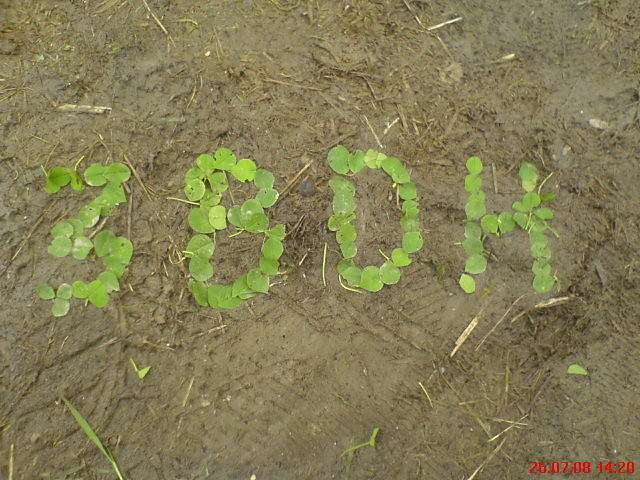 zarzecze 2008