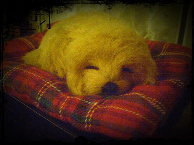 PiesiO ^^