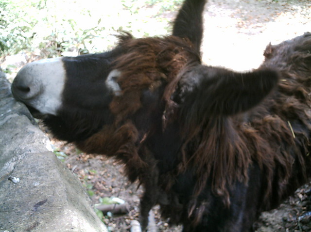 Wpis nalamala