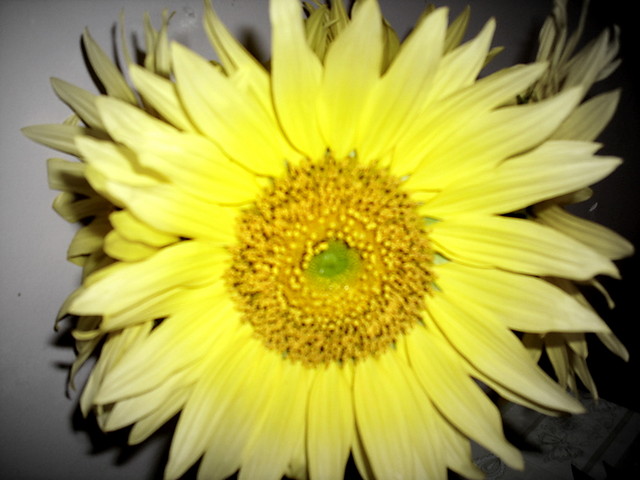 Wpis sunshinestine