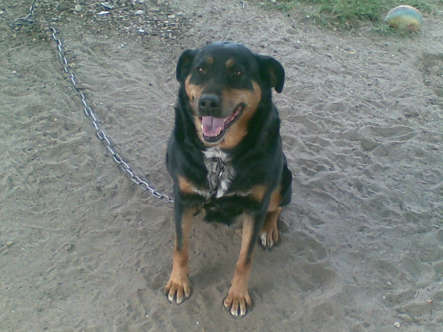Muj kochany piesek