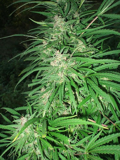 Tu tu ruu Mary Jane