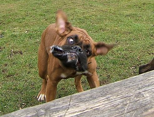 boxer