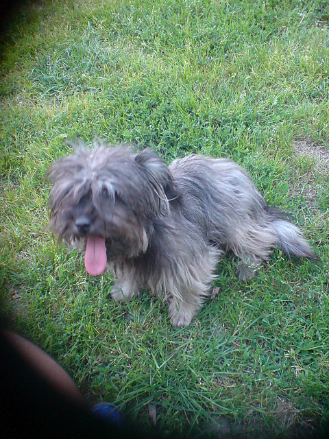 My Dog  :D:D:D:D