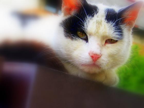 kotek ;(