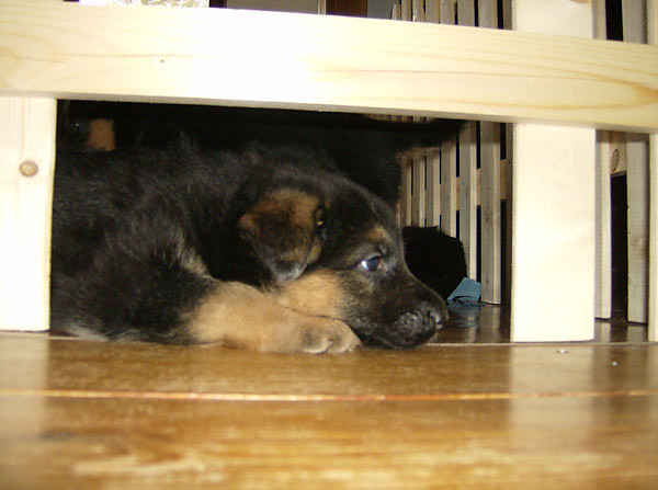 my new dog is cool