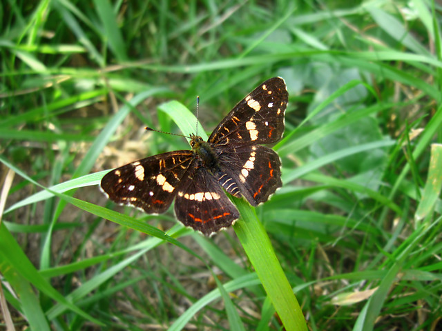 ..::Motyl::..