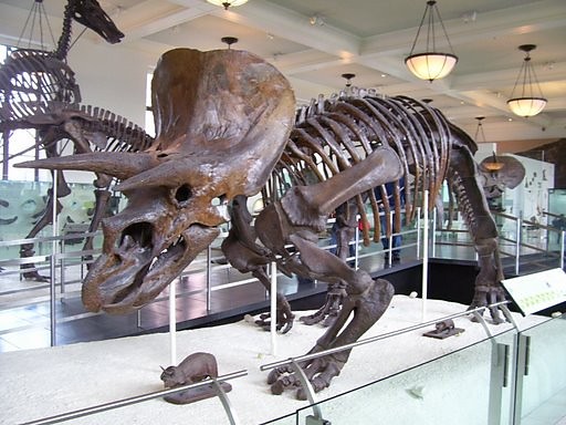 triceratops