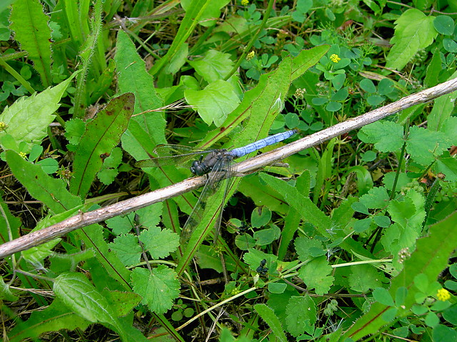 Dragon-fly