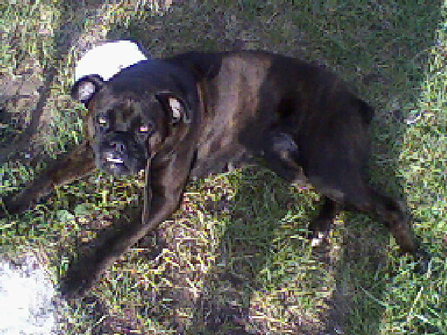 ZuZ
