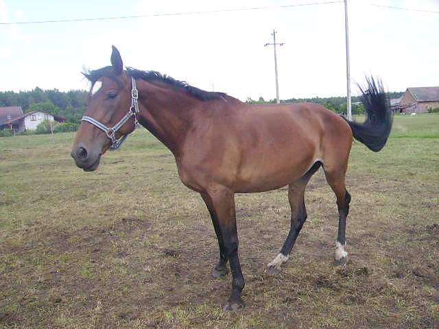 Andziak