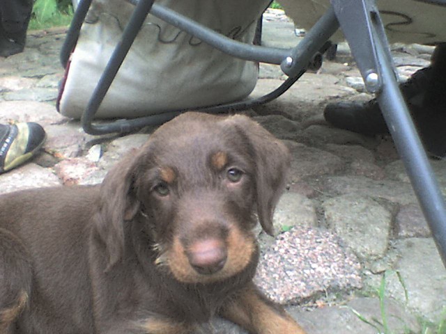 Mj May DoBeRmAn xD